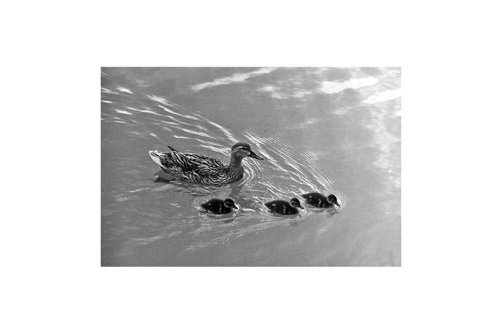 reportages_récits_photographiques_la_save_21